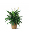 Spathiphyllum (large)